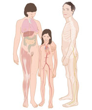 Anatomisch beeld