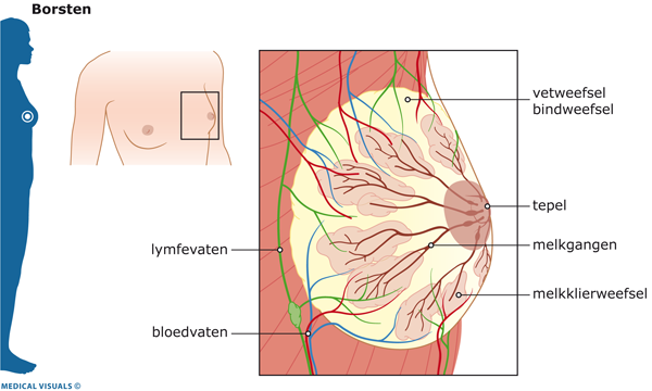 Afbeelding van de binnenkant van een borst