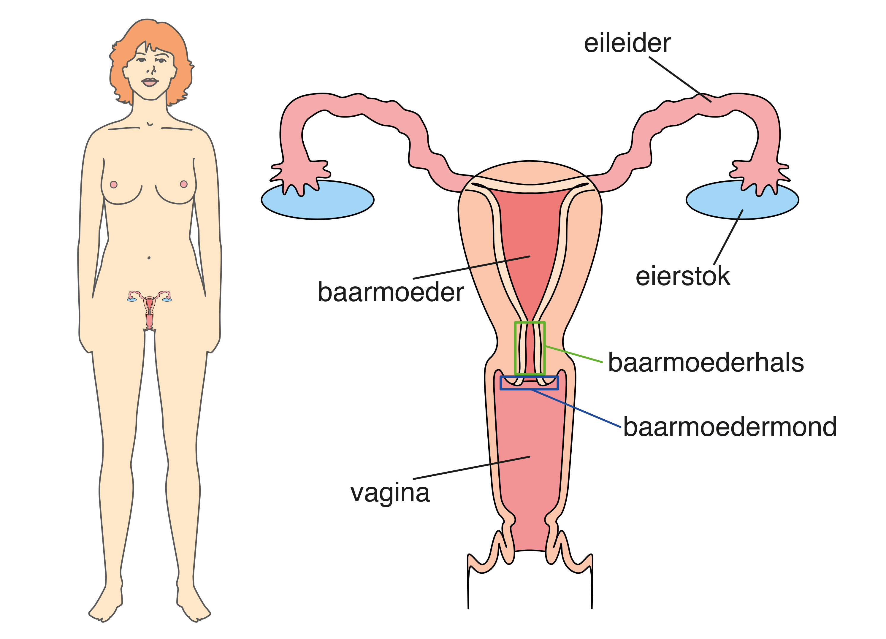 Vagina, baarmoeder, eileiders en eierstokken Thuisarts.nl afbeelding
